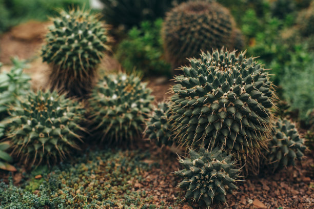 opuntia