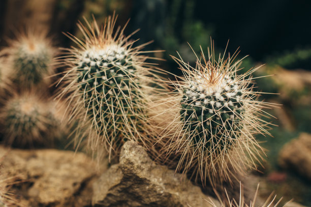 opuntia