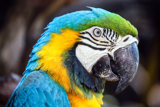 macaws