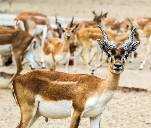 antelope