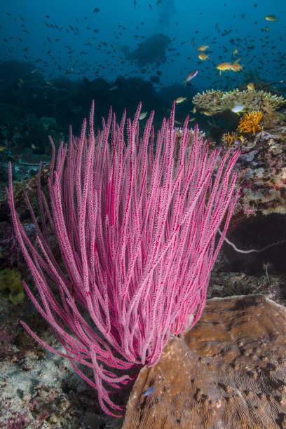 底栖生物带