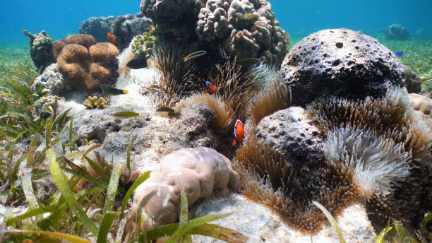 anemonefish