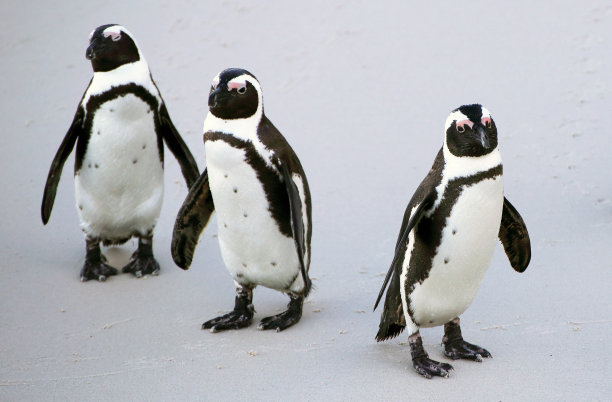 小企鹅 企鹅 一只企鹅 一群