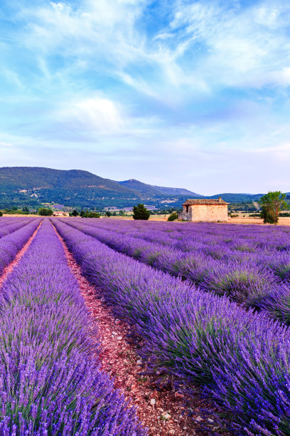 provence
