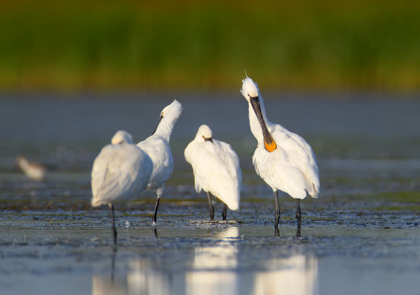spoonbill