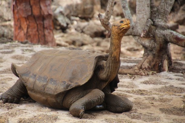 加拉帕戈斯陆龟