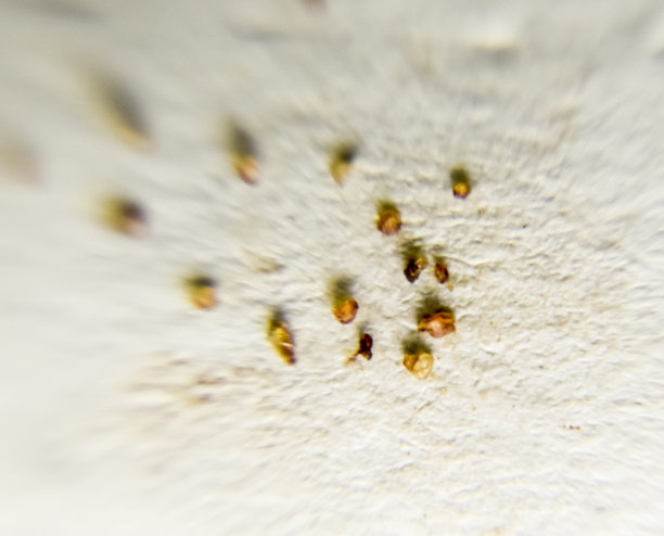 阴毛图片大全 阴毛设计素材 阴毛模板下载 阴毛图库 昵图网soso Nipic Com