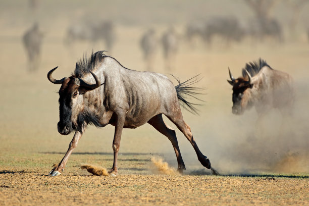 wildebeest