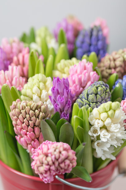 hyacinth