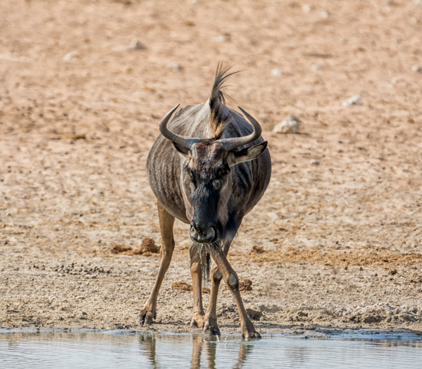 wildebeest