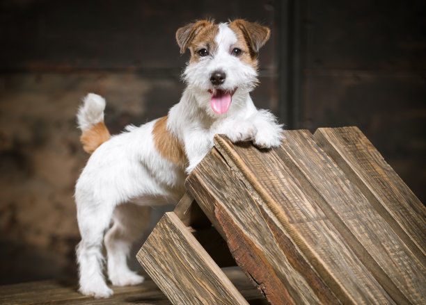 terrier