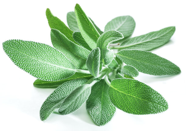 salvia