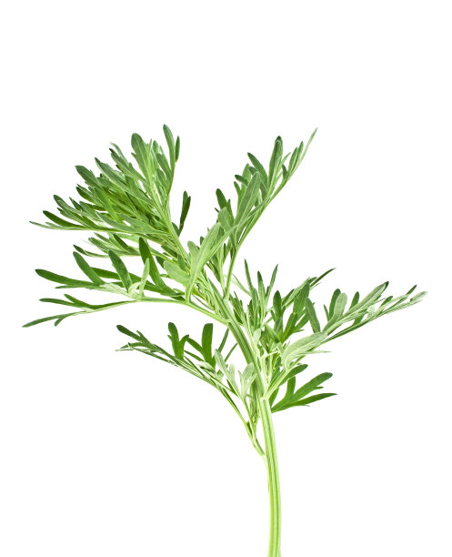 mugwort