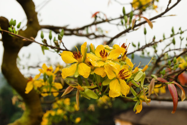 黄色树花