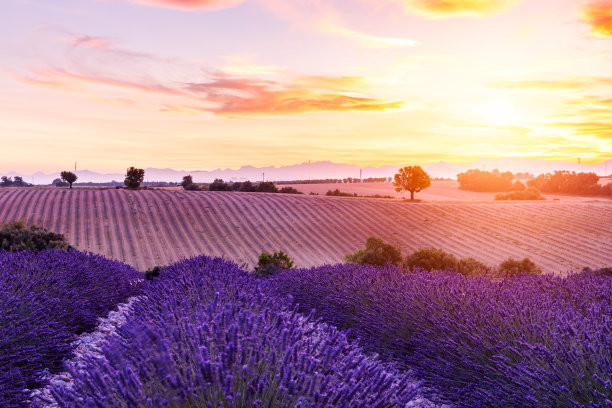 provence