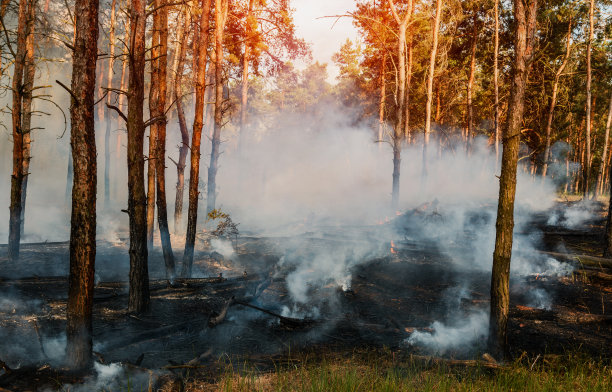 森林防火