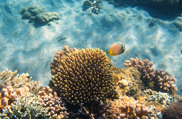 海底生物和植物