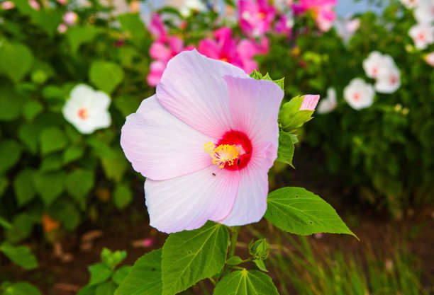 木芙蓉盛开