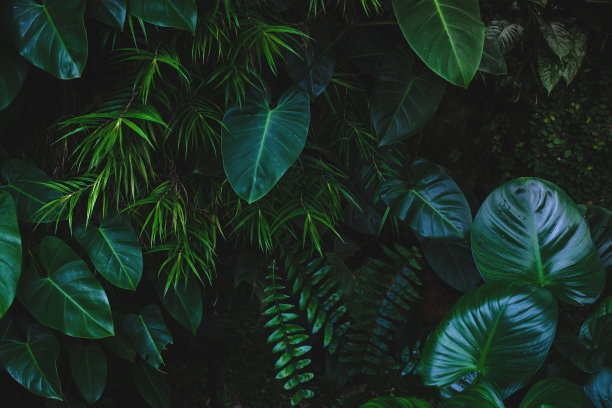 leaves
