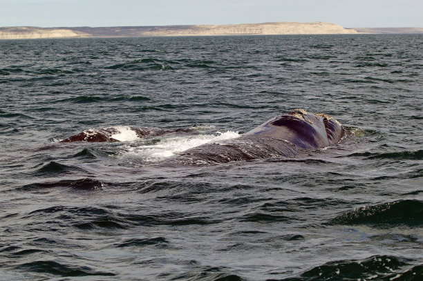 露脊鲸
