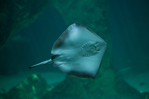 stingray