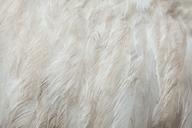 pampas