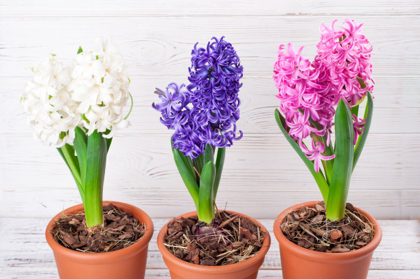 hyacinth
