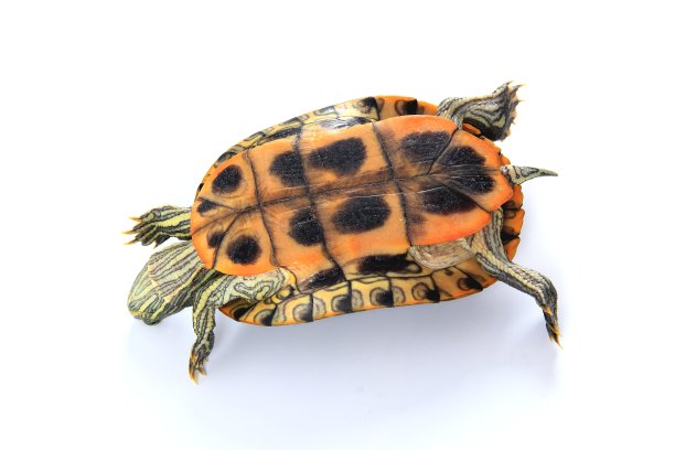 chelonia