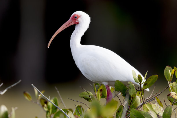 ibis