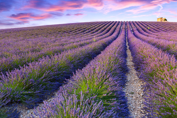 provence