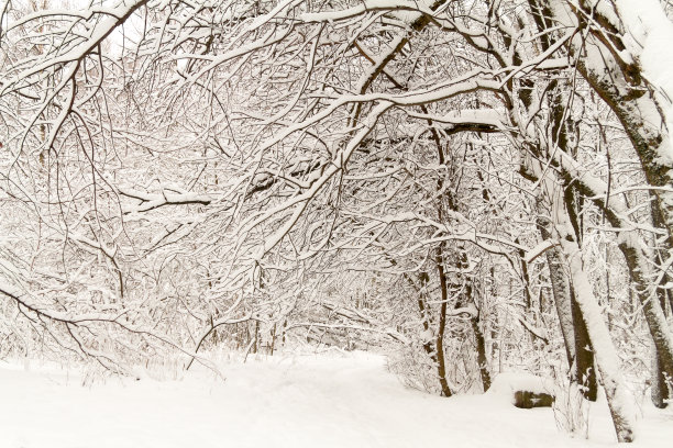 冬季白桦树林白桦树杆雪地