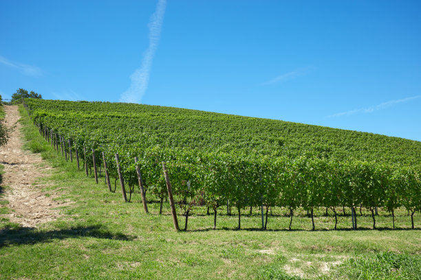 vineyard