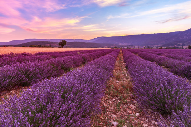provence