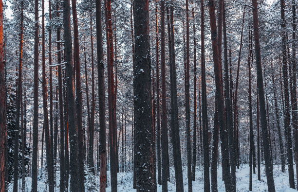 雪和松木杆