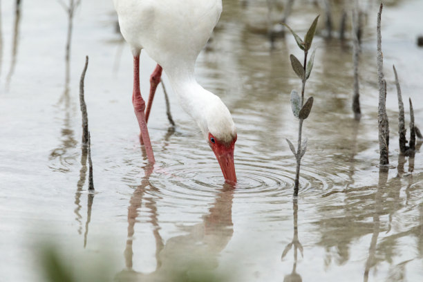 ibis