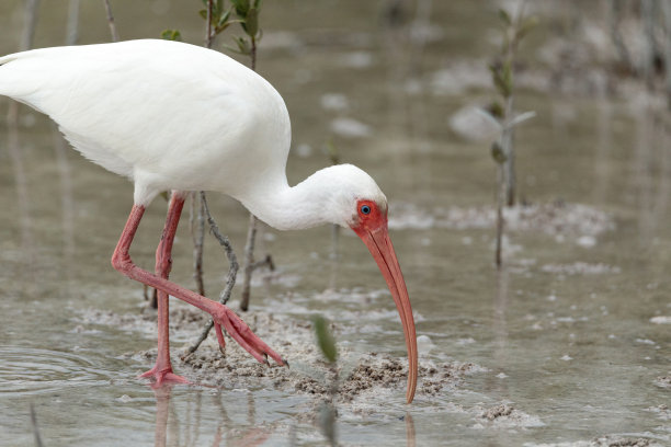 ibis