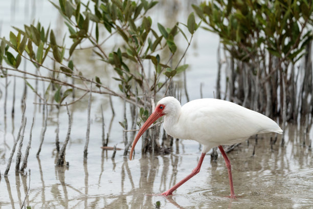 ibis