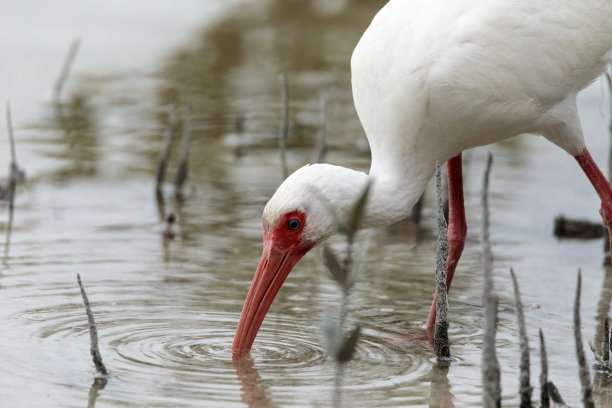 ibis