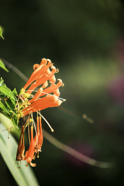 绽放烟花