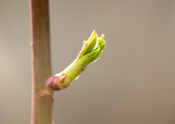 stalk