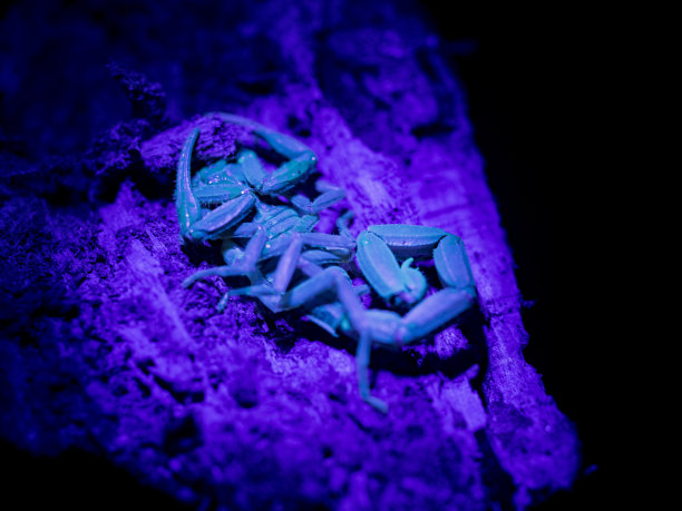 scorpio