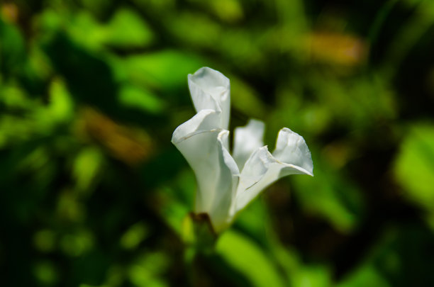 田旋花