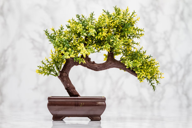 bonsai