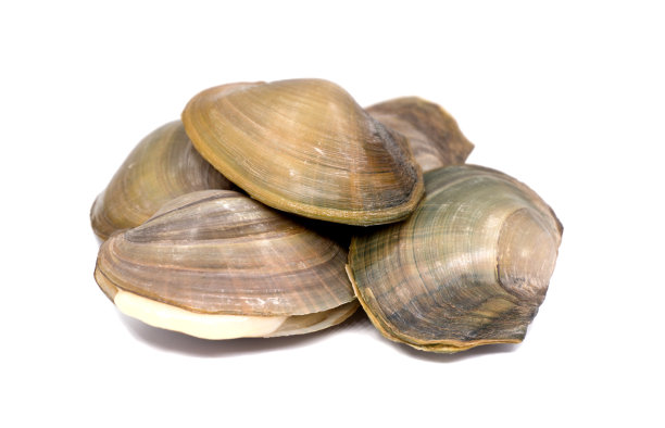 mussels