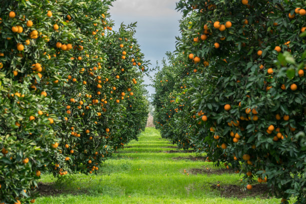 orchard
