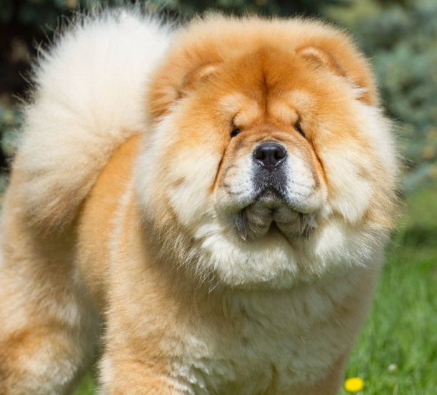 chow
