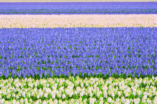 hyacinth