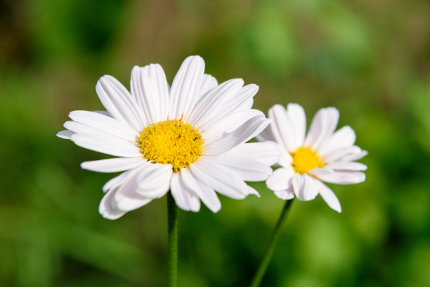 pyrethrum
