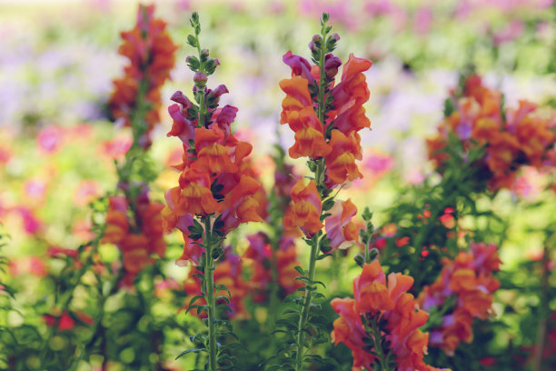 snapdragon
