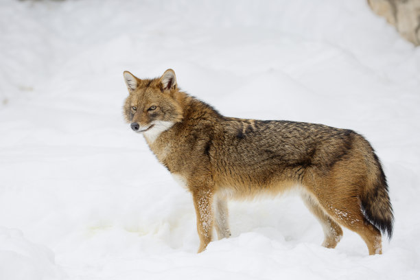 jackal